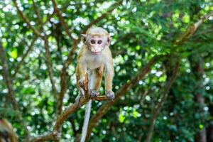 wild nature with monkey in the jungle of sri lanka photo