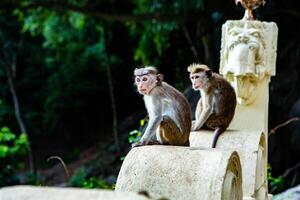 nice wild nature with monkey in the jungle of sri lanka photo