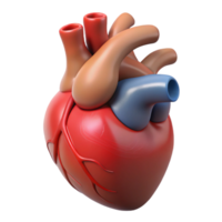 High-definition 3D heart structure png