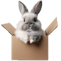 Adorable Fluffy Bunny Surprising Everyone from a Cardboard Box png