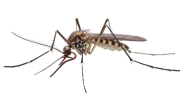 Close-up view of a mosquito resting on a surface, highlighting its features and details during daylight. png