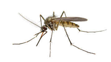 Close-up view of a mosquito on a transparent background showcasing distinct features and details of its anatomy. png