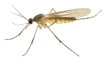 Close-up view of a mosquito resting with transparent wings highlighted against a plain background. png
