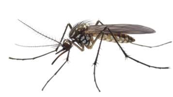 Detailed close-up of a mosquito showcasing its features, wings, and legs against a transparent background during daylight. png