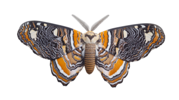 A strikingly colorful butterfly showcasing its vibrant wings with detailed patterns against a transparent background. png