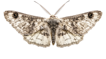 A detailed view of a moth with patterned wings resting on a neutral background showcasing its intricate textures and colors. png