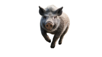 A young piglet playfully running across a clear background during daylight hours in a farm setting. png
