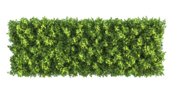 Lush green hedge creating a vibrant boundary in a garden setting during daylight hours png