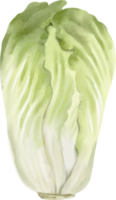 A watercolor illustration of a cabbage png