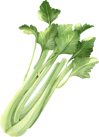 A bunch of celery on a black background png