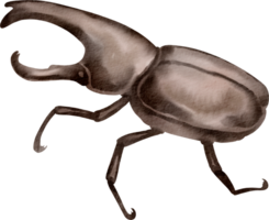 A drawing of a beetle with a long tail png