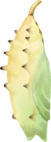 A watercolor drawing of a green and yellow shell png