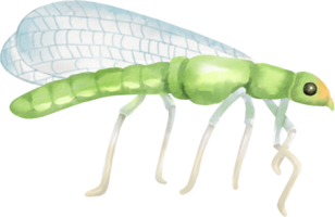 A green insect with long legs and wings png