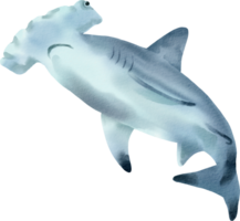 A shark with a long nose and a long tail png