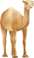 A camel is standing in front of a black background png
