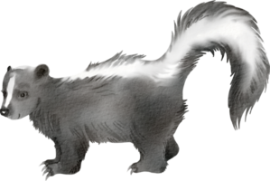 A drawing of a skunk with a long tail png