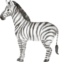 A zebra is standing in front of a black background png