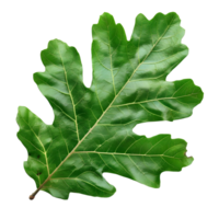 Deep Green Oak Leaf with Detailed Texture Isolated on Transparent Background png