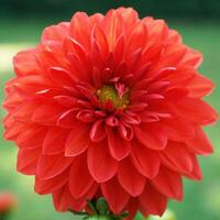 Red Dahlia Blossom photo