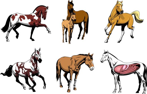 Illustration Pack of Horses, Realistic and Artistic Representations Including Anatomy and Foal with Mare