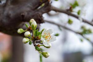 View of a small branches with flowers and buds of wild cherry plum photo