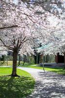 Blooming white sakura trees in a city park in spring photo
