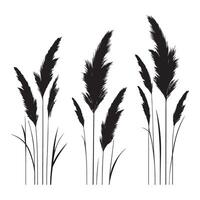 Pampas Grass Silhouette Set for Design vector