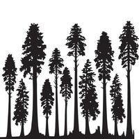 Silhouette Illustration of Majestic Redwood Trees in a Forest vector