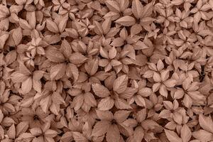 Mocha Mousse color of the year 2025. leaves vines of Parthenocissu background or texture photo