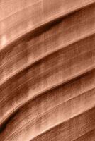 Mocha Mousse - color of the year 2025. leaf texture with lines photo