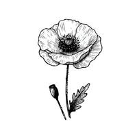 poppy illustration, poppy line art, hand drawn outline. Hand Drawn Botanical Flowers. Elegant Floral Branch Illustration. vector