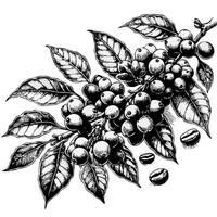 Coffee beans on branch. hand drawn illustration in sketch style. set of decorative elements of plants vector