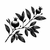 Pomegranate branch with ripe fruits and leaves. Engraved illustration. Illustration of outline black and white, linear, hand drawn flower. vector
