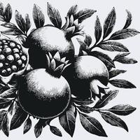 Pomegranate set. Hand drawn illustration. Black and white. Hand drawn black and white line illustration of mango including various elements such as branch with leaves and flowers vector