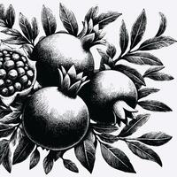 Hand drawn black and white line illustration of mango including various elements such as branch with leaves and flowers vector