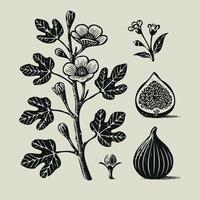 Black and white illustration of figs with leaves and flowers. Hand drawn black and white line illustration of including various elements such as branch with leaves and flowers vector