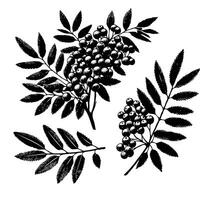 Hand drawn black and white berries isolated on white background. Isolated rowan illustration element on white background. vector