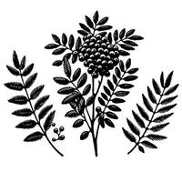 Rowan branch with berries and leaves. Black and white engraved ink art. Black and white rowan branch with berries and leaves vector