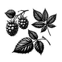 fruit including various elements. Illustration of a blackberry. Raspberry hand drawn illustration set. Black and white engraved ink art. Isolated berry illustration element. vector