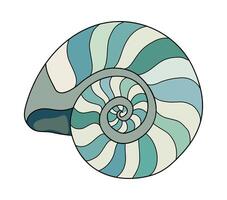 Snail seashell. Marine underwater swirled sea shell of round spiral shape. Undersea mollusc. Mollusk, shellfish. Under water bicolor striped clam vector