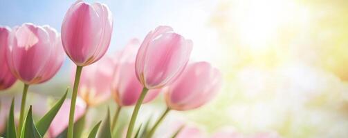 spring banner with tulip flowers, copy space photo