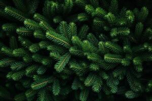 Christmas tree branches creating festive green background photo