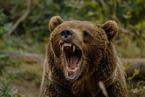 Brown bear showing teeth and roaring in forest photo
