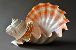 Large, elegant seashell resting on a smooth surface photo