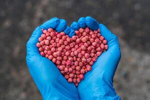 Close-up of a handful in the hands in the form of a heart etched soybean seeds photo