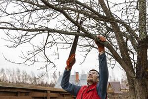 Pruning trees in an autumn garden. Close-up of hands with a saw cutting old branches. photo