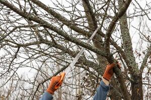 Pruning trees in an autumn garden. Close-up of hands with a saw cutting old branches. photo