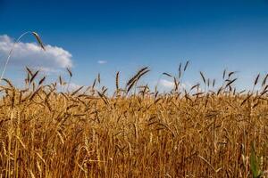 golden field with spikelets of ripe wheat photo