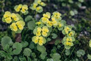 Chrysosplenium alternifolium blooms in the wild in spring photo