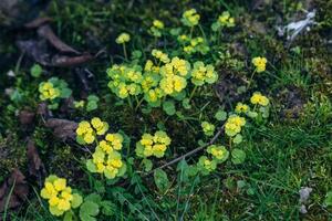 Chrysosplenium alternifolium blooms in the wild in spring photo